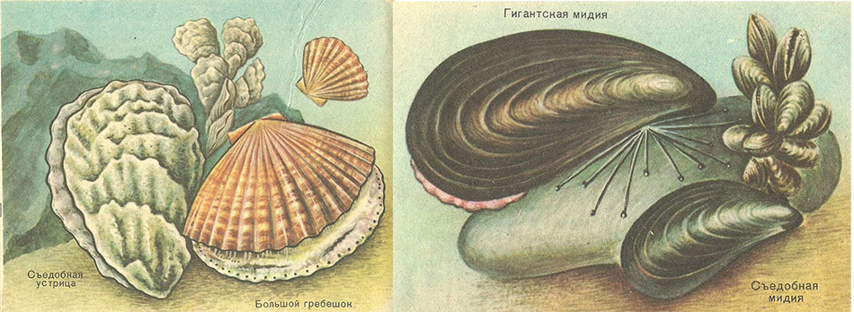 Виды Моллюсков Фото